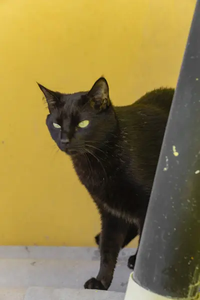 Черная Кошка Улице — стоковое фото