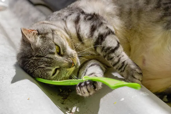 Pisica Mănâncă Iarbă Verde — Fotografie, imagine de stoc
