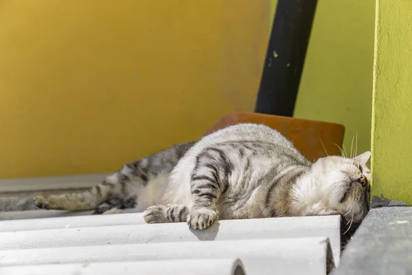 Gato Dormindo Chão — Fotografia de Stock