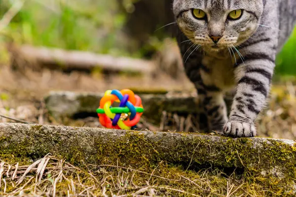 Pisică Care Joacă Într Grădină — Fotografie, imagine de stoc