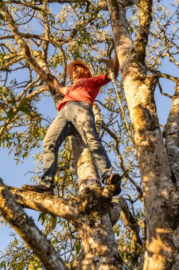 Maceracı ve riskli adam, ağaca tırmanıyor.