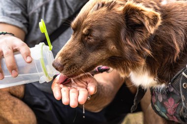Sınır çoban köpeği elinde ve bir şişe yetişkin adamdan su içiyor.
