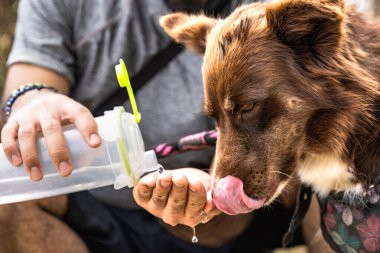 Sınır çoban köpeği elinde ve bir şişe yetişkin adamdan su içiyor.