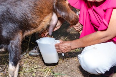 Yaşlı Latin mestiza kadın çömelmiş toggenburg keçi memesi sağıyor elleriyle