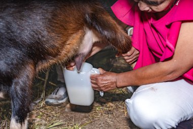 Yaşlı Latin mestiza kadın çömelmiş toggenburg keçi memesi sağıyor elleriyle