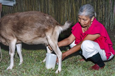 Yaşlı Latin mestiza kadın çömelmiş, elleriyle süt sağıyor.