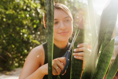 Kolombiyalı bir kadın yazın evindeki bitkileri buduyor. Dünya çevresi günü. Bahçedeki Sansevieria bitkisi. Boşluğu kopyala.