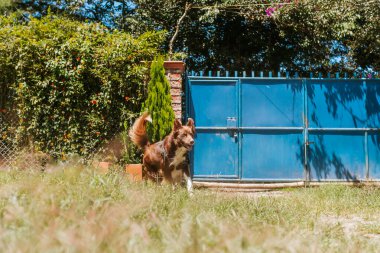 Doğada oynayan kahverengi renkli çoban köpeği. Kolombiya çiftliği ve mutlu hayvanlar. Evcil köpek..