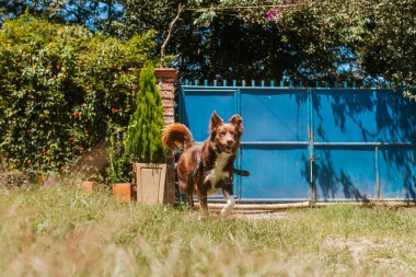 Doğada oynayan kahverengi renkli çoban köpeği. Kolombiya çiftliği ve mutlu hayvanlar. Evcil köpek..