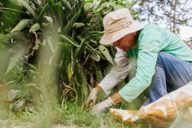 Older Latino man with hat and gloves, working the land on his farm. Nature and garden.