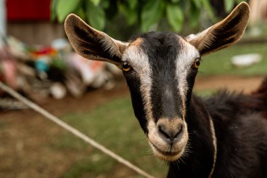 Toggenburg Kolombiya 'daki çiftlikte süt keçisi yetiştiriyor.