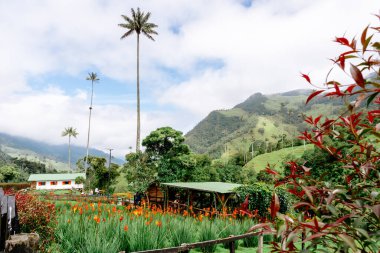 Kolombiya 'daki Cocora Vadisi' nin güzel manzarası. Geziler ve güzel kasabalar. Palmiye ağaçları.