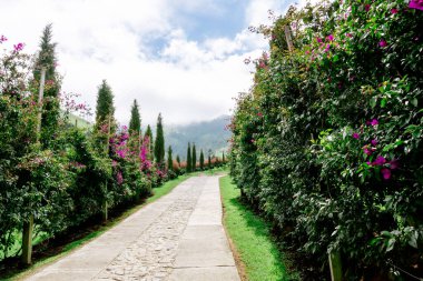 Kolombiya 'daki Cocora Vadisi' nin güzel manzarası. Geziler ve güzel kasabalar. Palmiye ağaçları.