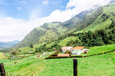 Kolombiya 'daki Cocora Vadisi' nin güzel manzarası. Geziler ve güzel kasabalar. Palmiye ağaçları.