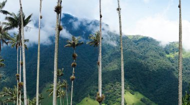 Kolombiya 'daki Cocora Vadisi' nin güzel manzarası. Geziler ve güzel kasabalar. Balmumu palmiye.