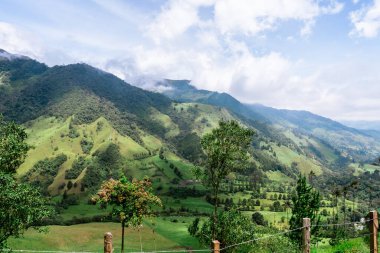 Kolombiya 'daki Cocora Vadisi' nin güzel manzarası. Geziler ve güzel kasabalar. Balmumu palmiye.