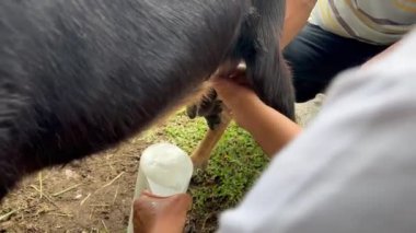 Gri saçlı, sarı çizmeli, çiftliğinde keçi sağan yaşlı Latin kadın. Kolombiyalı köylü kadın. Çiftlik ve geviş getirenler kavramı.