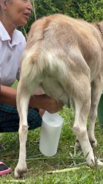 Gri saçlı, sarı çizmeli, çiftliğinde keçi sağan yaşlı Latin kadın. Kolombiyalı köylü kadın. Çiftlik ve geviş getirenler kavramı.