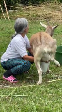 Gri saçlı, sarı çizmeli, çiftliğinde keçi sağan yaşlı Latin kadın. Kolombiyalı köylü kadın. Çiftlik ve geviş getirenler kavramı.