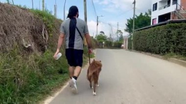 Yetişkin bir köpek çoban köpeğiyle kır yolunda dinlenirken yürüyor.