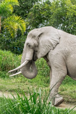 African elephant with big tusks in outdoor habitat. Colombian zoo with wild animals. Travels.  clipart