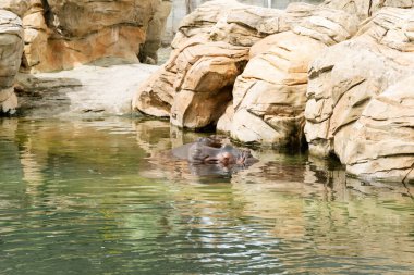 Sudaki su aygırı, açık havada güneşli bir günün tadını çıkarıyor. Hayvanat bahçesi ve vahşi hayvanlar.