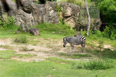 Zebra doğal ortamında, vahşi ve toynaklı hayvanlar. Hayvanat bahçesi.
