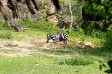 Zebra doğal ortamında, vahşi ve toynaklı hayvanlar. Hayvanat bahçesi.