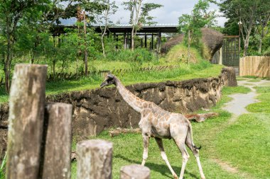 Kolombiya açık hava hayvanat bahçesindeki Afrika camelopardalis zürafası. Vahşi hayvanlar..