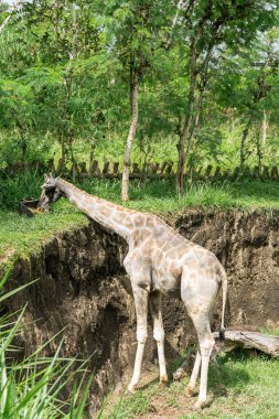 Kolombiya açık hava hayvanat bahçesindeki Afrika camelopardalis zürafası. Vahşi hayvanlar..