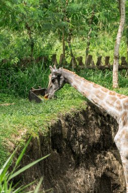 Kolombiya açık hava hayvanat bahçesindeki Afrika camelopardalis zürafası. Vahşi hayvanlar..