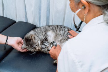 Kadın kedisini danışmaya götürüyor. Nadir görülen hastalıklar. Esmer veteriner stres yüzünden kel bir kedinin sağlığını kontrol ediyor. Bakım ve önleme, evcil hayvanlar ve aile.