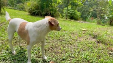 Şilili tilki teriyer köpeğinin yaz mevsiminde çimenlerde yürüdüğü ve çiftlikte gülümsediği bir video.