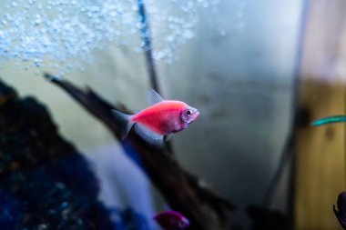 Büyük ve ferah bir akvaryumda pembe nunbalığı. Deniz yaşamı, hayvanlar ve pullar.