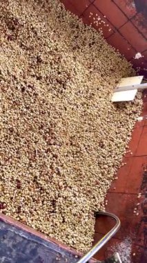Makinede soyulduktan sonra kahve çekirdeklerini görmek, yıkanmaya hazır ve kızartılmaya hazır. Kolombiya kahvesi işleniyor. Kolombiya 'da kahve endüstrisi.