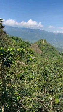 Kolombiya kahve bölgesinde yer alan Riosucio, Caldas 'ın kırsal kesimindeki And Dağları' nda günbatımı manzarası, geniş kahve ve muz tarlaları..