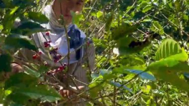 Kolombiya 'nın kahve bölgesindeki Riosucio dağlarındaki ağaçlardan kahve toplayan genç bir Kolombiyalı mestizo çiftçisi. Kahve işleniyor. Kahve endüstrisi