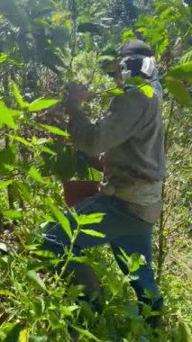 Kolombiya 'nın kahve bölgesindeki Riosucio dağlarındaki ağaçlardan kahve toplayan genç bir Kolombiyalı mestizo çiftçisi. Kahve işleniyor. Kahve endüstrisi