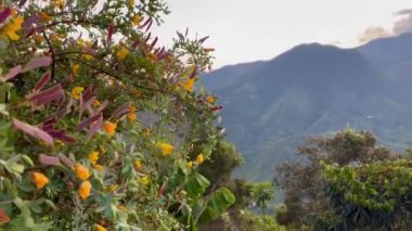 Kolombiya kahve bölgesinde yer alan Riosucio, Caldas 'ın kırsal kesimindeki And Dağları' nda günbatımı manzarası, geniş kahve ve muz tarlaları..