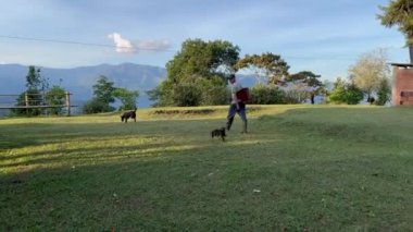 Kolombiyalı kahve çiftçisi yavru köpeklerini Kolombiya 'nın kahve yetiştiren bir köyü olan Riosucio dağlarında yürüyüşe çıkarıyor.