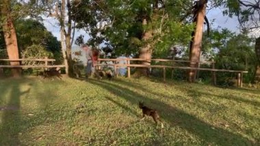 Kolombiyalı kahve çiftçisi yavru köpeklerini Kolombiya 'nın kahve yetiştiren bir köyü olan Riosucio dağlarında yürüyüşe çıkarıyor.