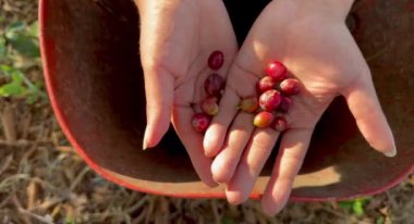 Kolombiya 'nın kahve bölgesinde Riosucio dağlarındaki ağaçlardan kahve toplayan güzel, genç, Kolombiyalı Latin mestizo köylü kadın. Kahve işleniyor. Kahve endüstrisi