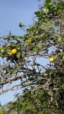 Kolombiya 'nın kahve bölgesinde yer alan Riosucio, Caldas kırsalındaki And Dağları' nda sarı limon ya da portakal ağacı manzarası.