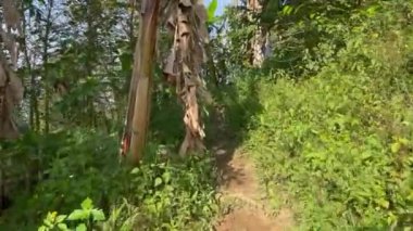 Kolombiya 'nın kahve ve muz ekili bölgesinde Riosucio dağlarında bir katırın yolunda yürüyen çiftçiler. 