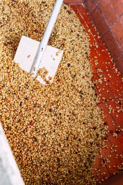 Makinede soyulduktan sonra kahve çekirdeklerini görmek, yıkanmaya hazır ve kızartılmaya hazır. Kolombiya kahvesi işleniyor. Kolombiya 'da kahve endüstrisi.