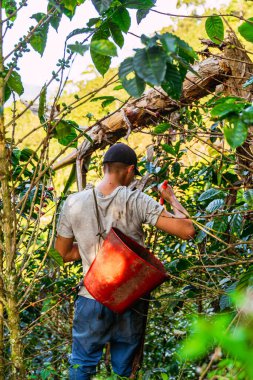 Kolombiya 'nın Riosucio bölgesinde Kolombiya' nın And Dağları 'ndaki bir köyde kahve toplamaya kovayla gelen Latin köylü..
