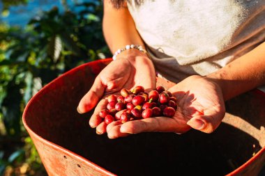 Kolombiya 'nın kahve bölgesinde Riosucio dağlarındaki ağaçlardan kahve meyvelerini gösteren güzel, genç, Kolombiyalı mestizo köylü kızın yakın çekimleri. Kahve işleniyor. Kahve endüstrisi