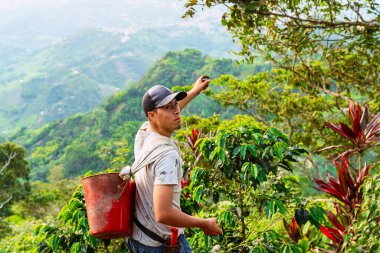Kolombiya 'nın Riosucio bölgesinde Kolombiya' nın And Dağları 'ndaki bir köyde kahve toplamaya kovayla gelen Latin köylü..