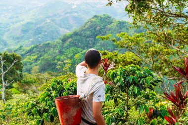 Kolombiya 'nın Riosucio bölgesinde Kolombiya' nın And Dağları 'ndaki bir köyde kahve toplamaya kovayla gelen Latin köylü..
