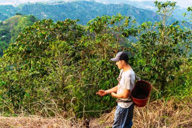 Kolombiya 'nın Riosucio bölgesinde Kolombiya' nın And Dağları 'ndaki bir köyde kahve toplamaya kovayla gelen Latin köylü..